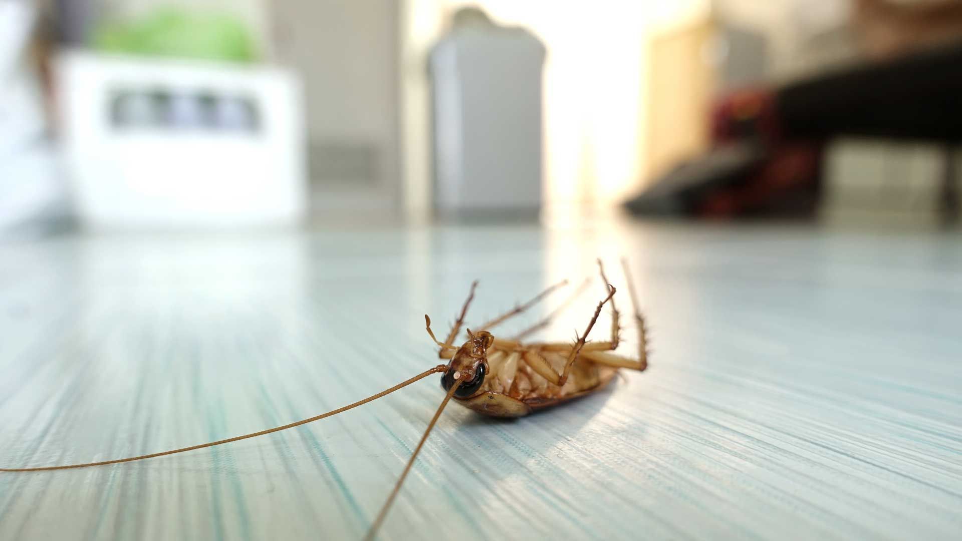 Dead cockroach on a light-colored surface with a blurred background of a room.