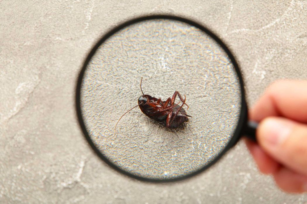 Hand holding magnifying glass over dead cockroach on a textured gray surface.