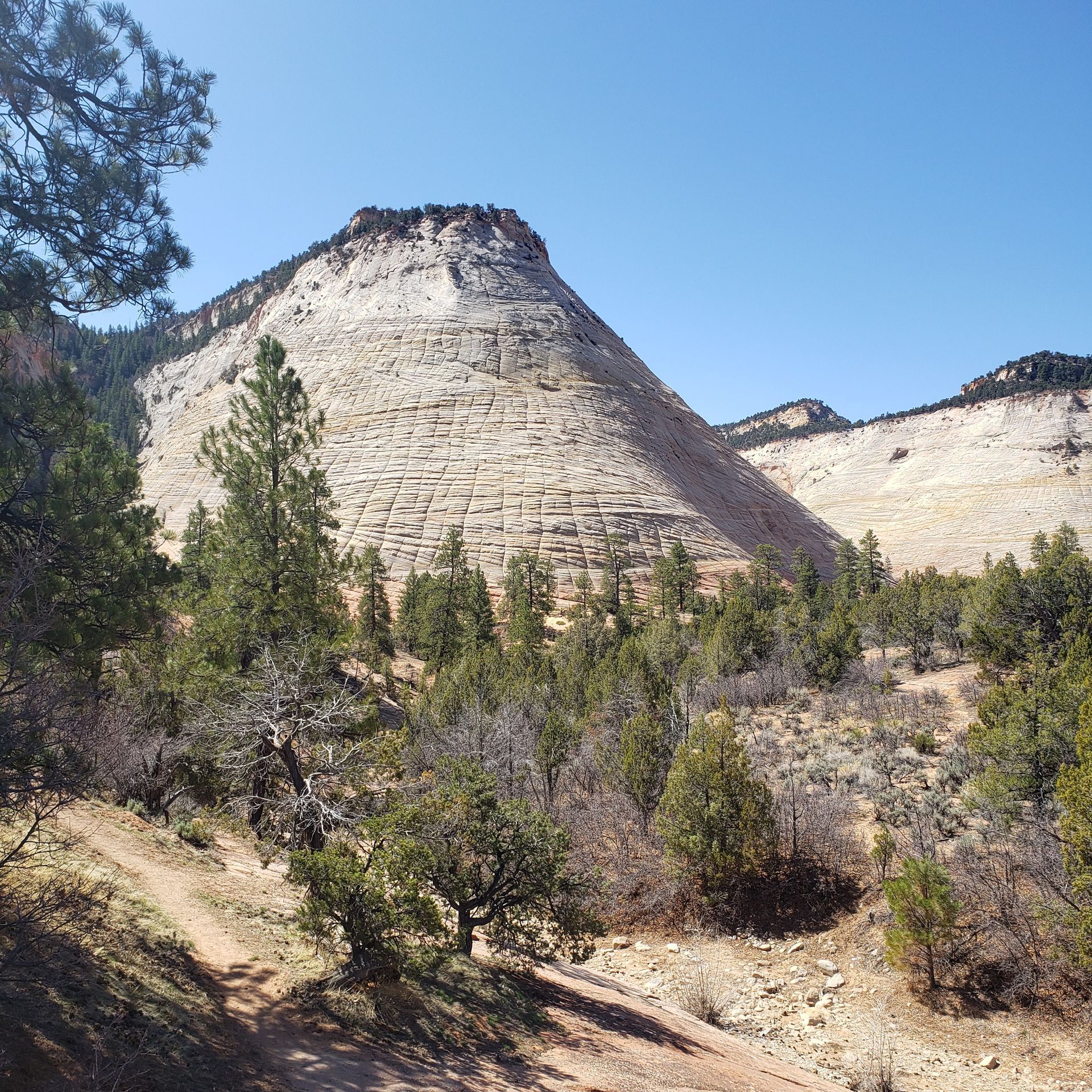A bright, sunny day at Zion National Park features a large, light-colored sandstone mountain towering over pine trees.