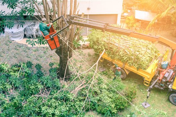 Gardener pruning a tree with chainsaw on crane.
