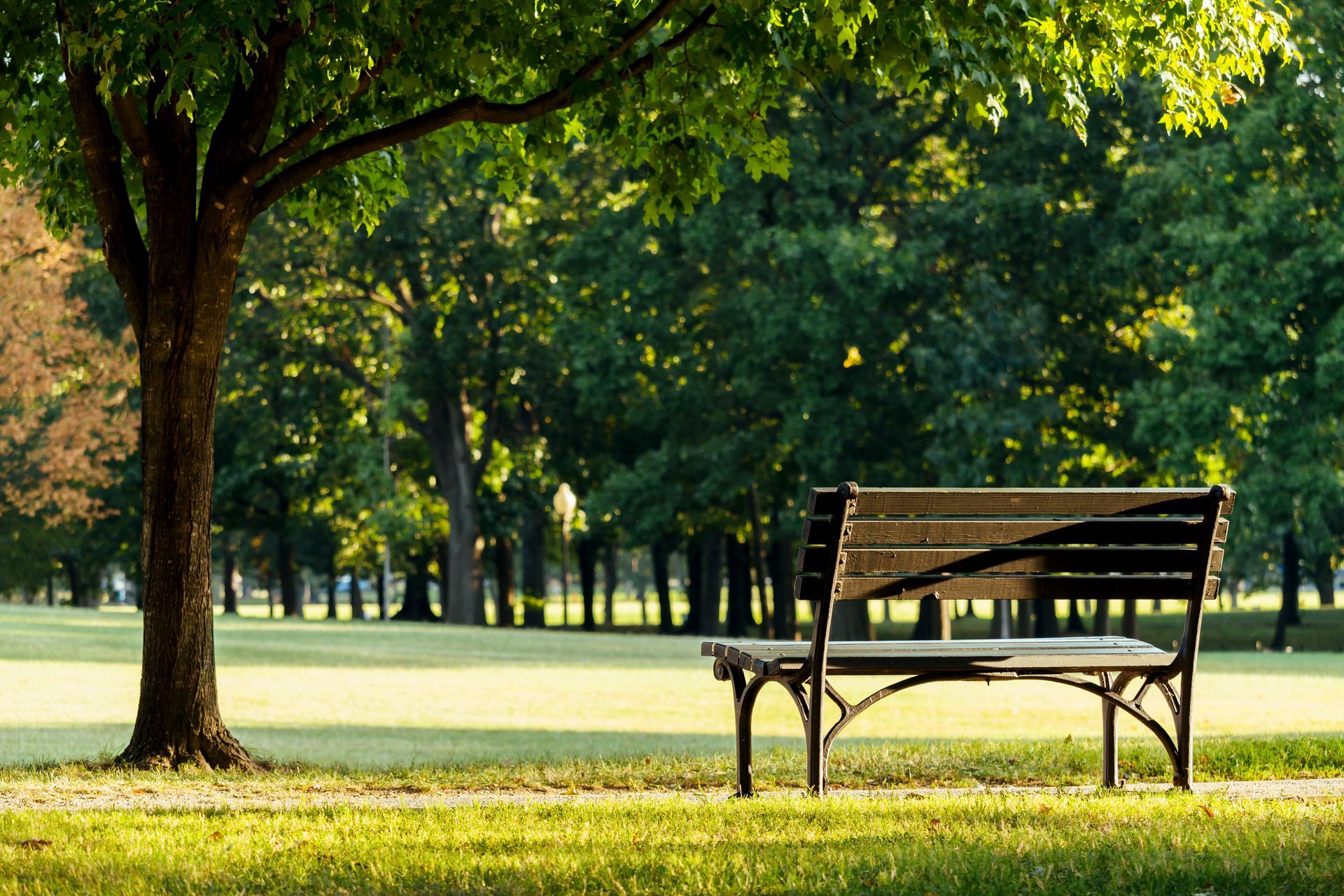 A wooden park bench sits on a grassy lawn beneath the shade of a large tree, with a forest in the background.