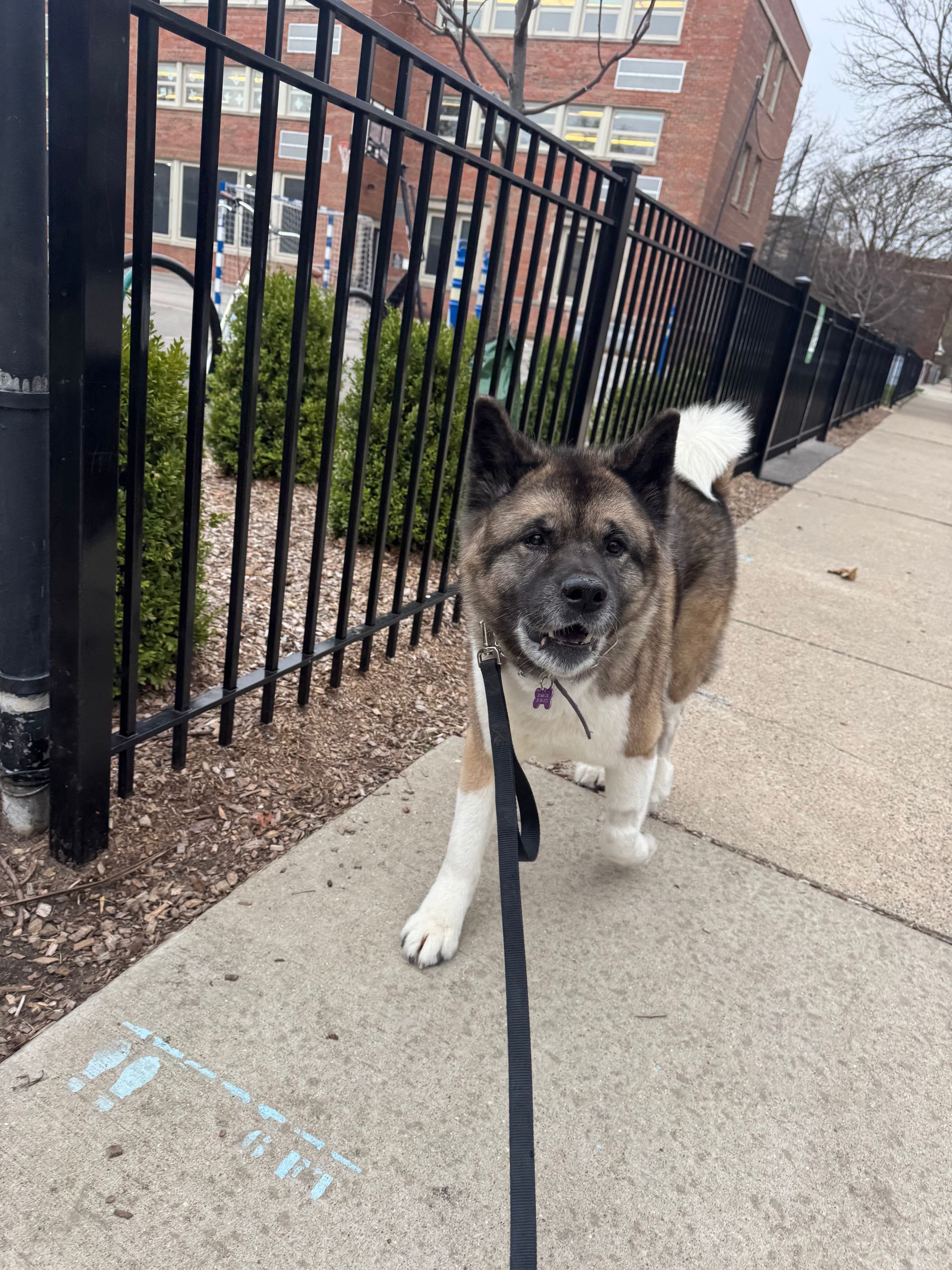 Dog Walk In The City Of Chicago