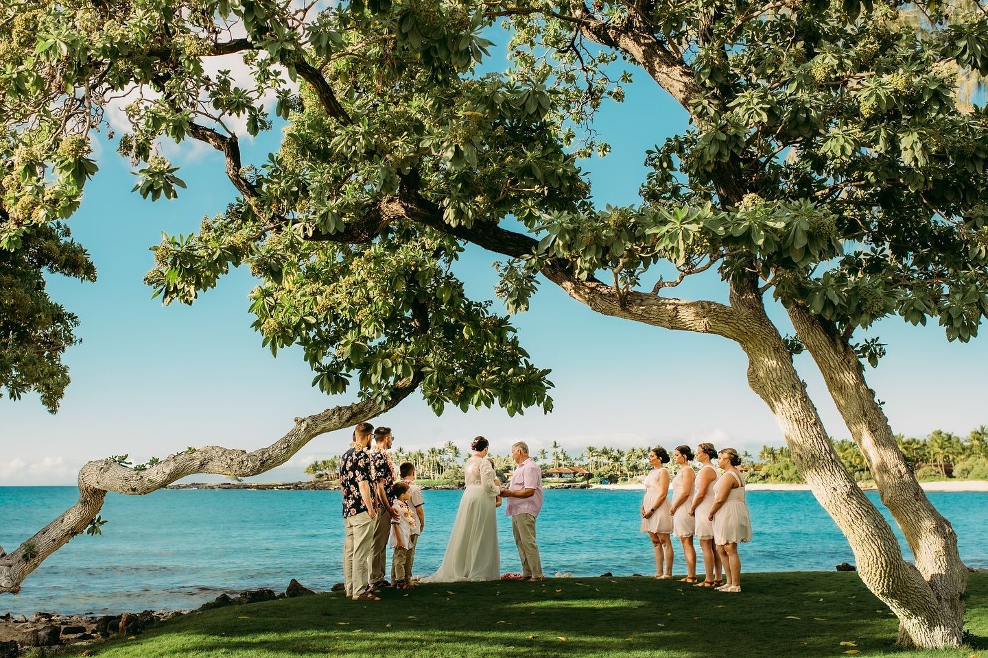Wedding party posing on a grassy beach under a tree, with turquoise water and a clear blue sky behind them