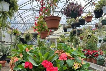 Greenhouse filled with hanging and potted flowering plants in red, pink, and green.