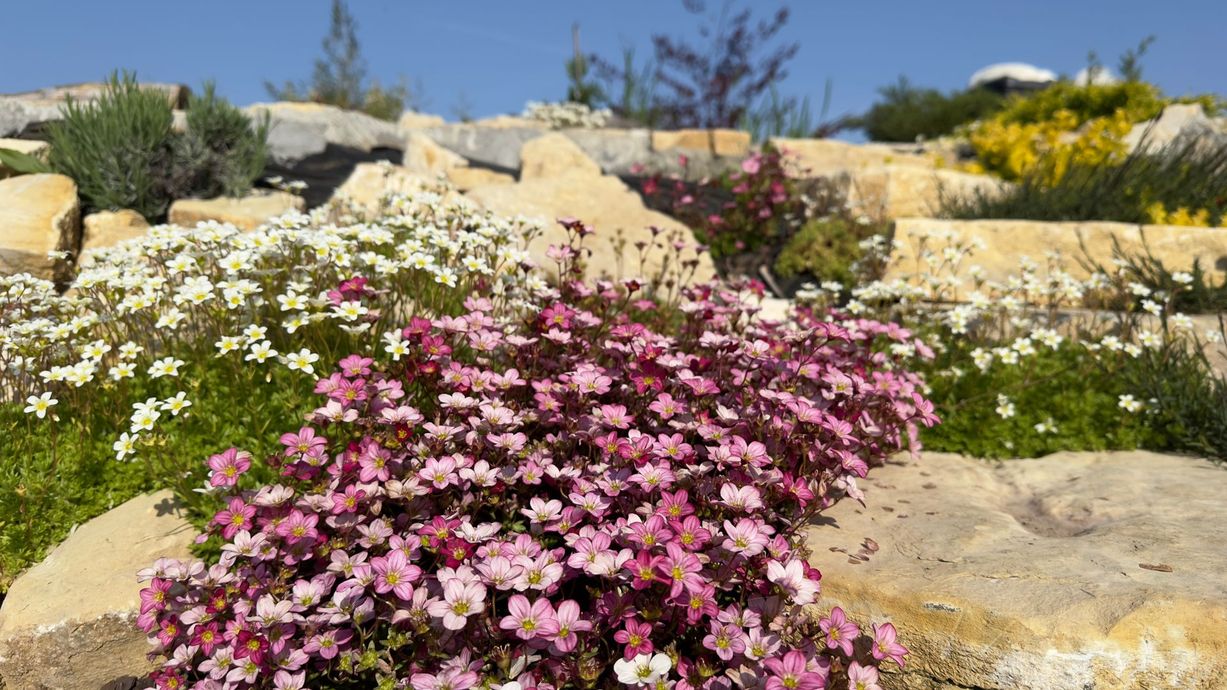 Pink and white wildflowers blooming among tan rocks in a sunny garden