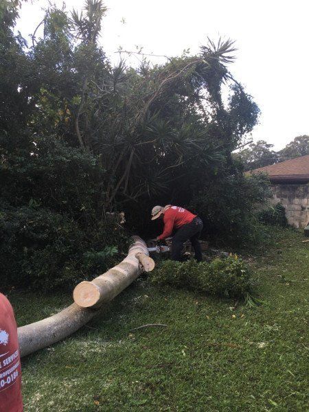 Stump Removal Services | Mililani, HI | Ohana Tree Services