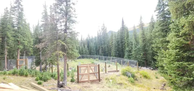 Fenced forest clearing with metal enclosures and tall evergreen trees under a bright sky
