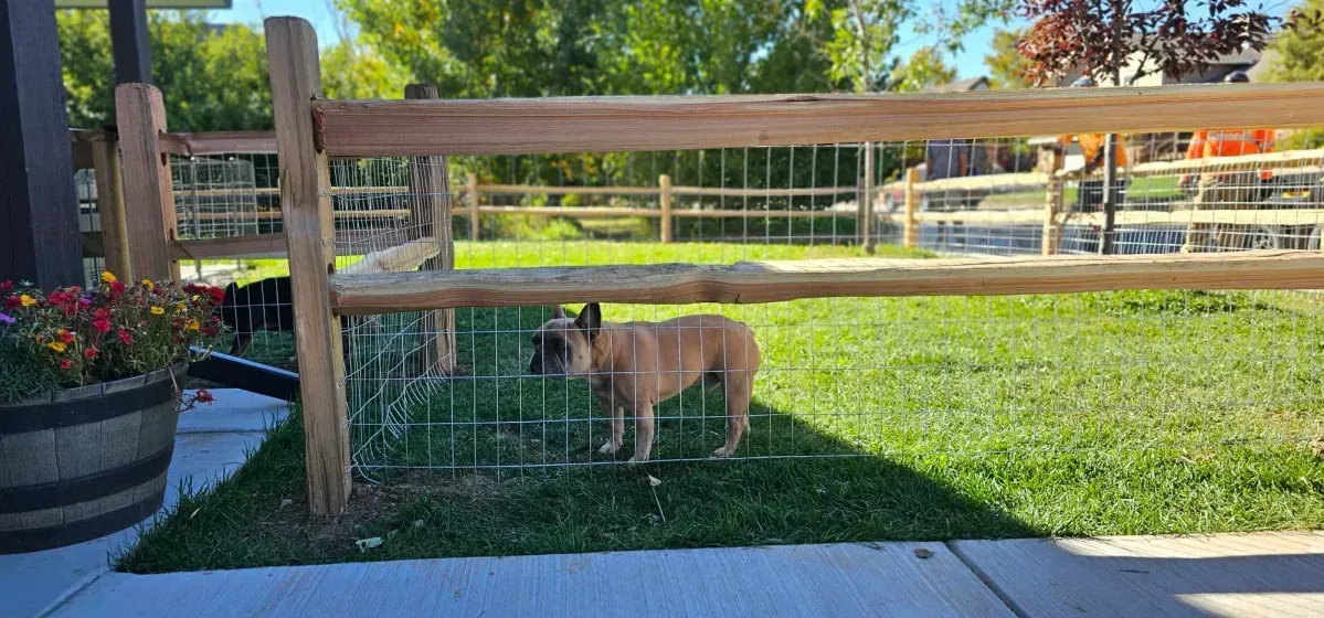 Tan dog sniffing grass inside a fenced yard beside a sidewalk on a sunny day
