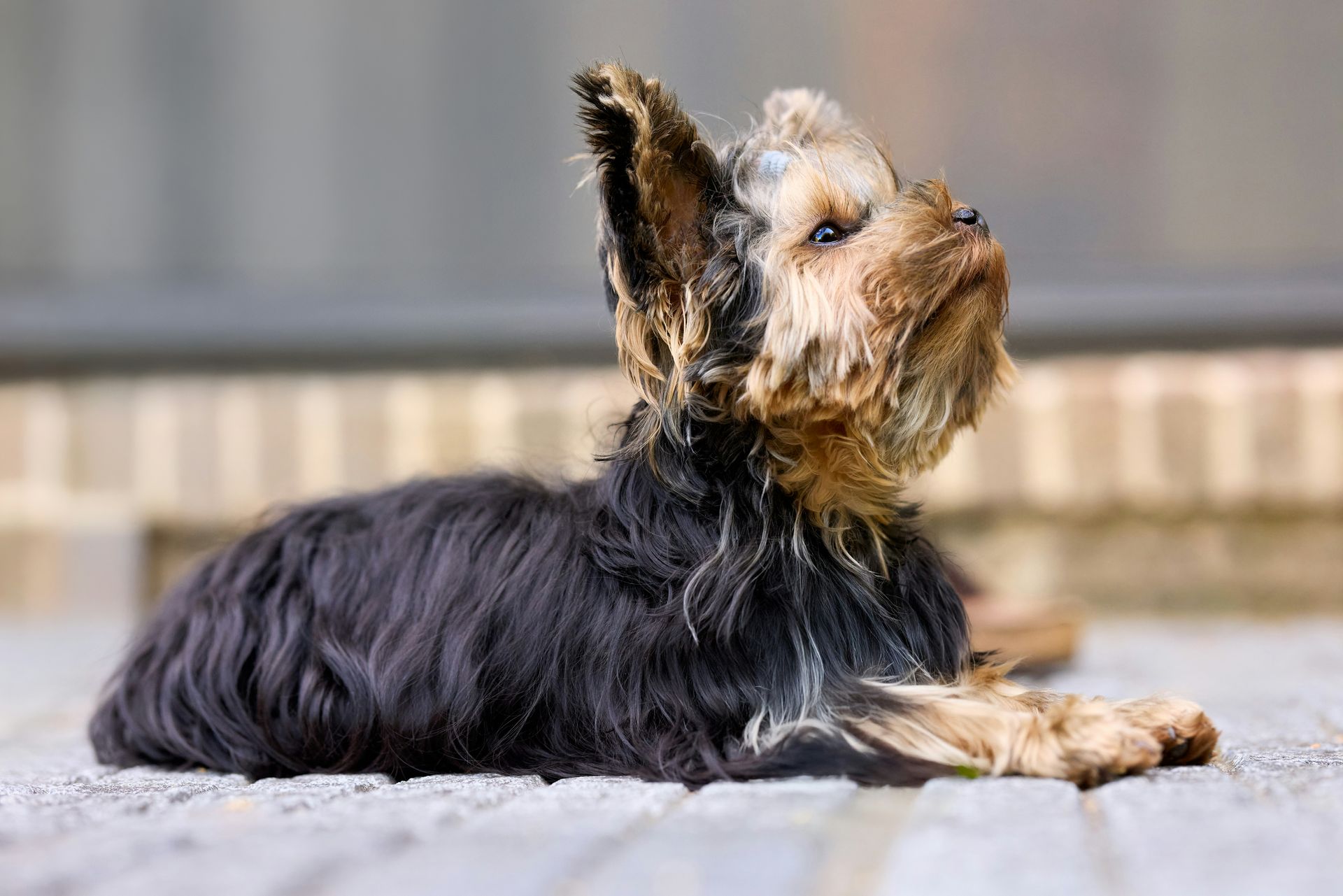 Small black and tan terrier lying on a stone surface, looking upward against a blurred background.
