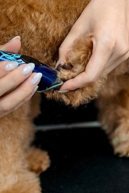 Person trimming a brown dog's paw fur with blue clippers