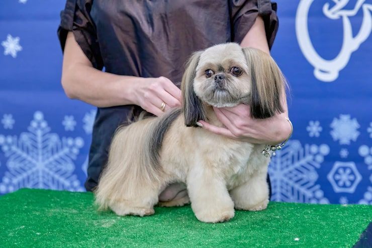 Small tan and black dog being held on a green table against a blue snowflake backdrop