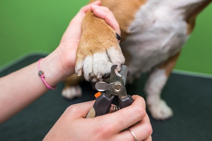 Dog paw being trimmed with nail clippers while a person holds the paw on a green grooming table