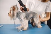Small dog being groomed on a blue table with clippers and trimmed fur around it