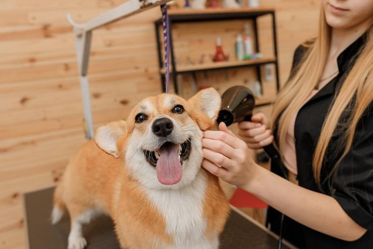 Happy corgi getting groomed by a person in a wood-paneled pet salon