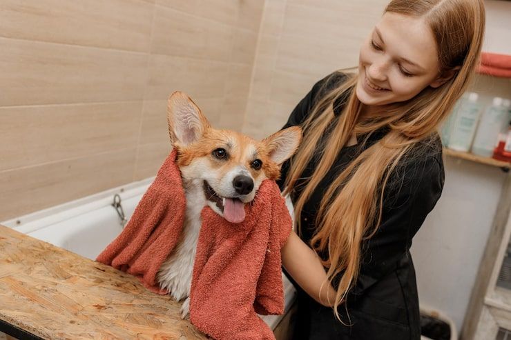 Dog wrapped in a pink towel at a bath sink, with a smiling person drying it off