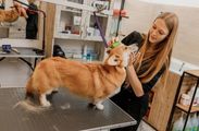 Dog groomer brushing a corgi on a grooming table in a pet salon