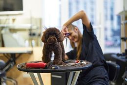 Small brown dog on a grooming table while a person trims its fur in a salon