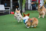 Two corgi dogs playing on green turf, with one wearing a harness and another jumping toward it.