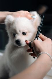 Small white puppy being groomed with scissors by a person’s hands