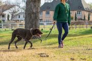 Person walking a brown dog on a leash in a grassy park with houses in the background