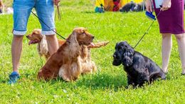 Two dachshunds sitting on grass at a dog show, with handlers standing nearby.