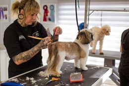 Groomer trimming a small dog on a table, with grooming tools and two dogs in the background