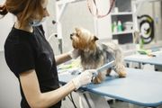Groomer trimming a small dog on a grooming table in a bright salon
