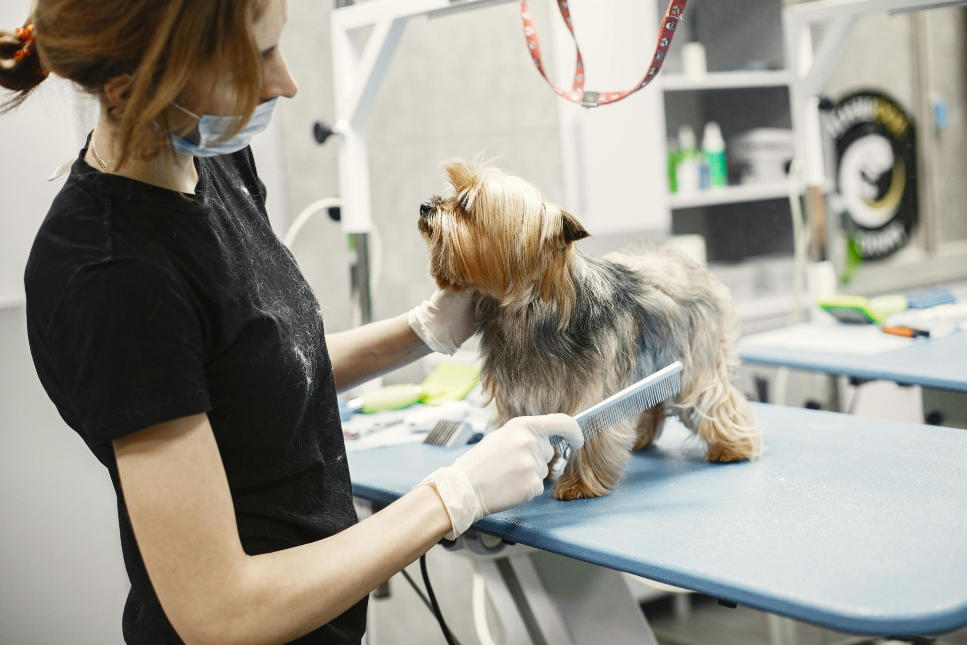 Groomer trimming a small dog on a grooming table in a bright salon