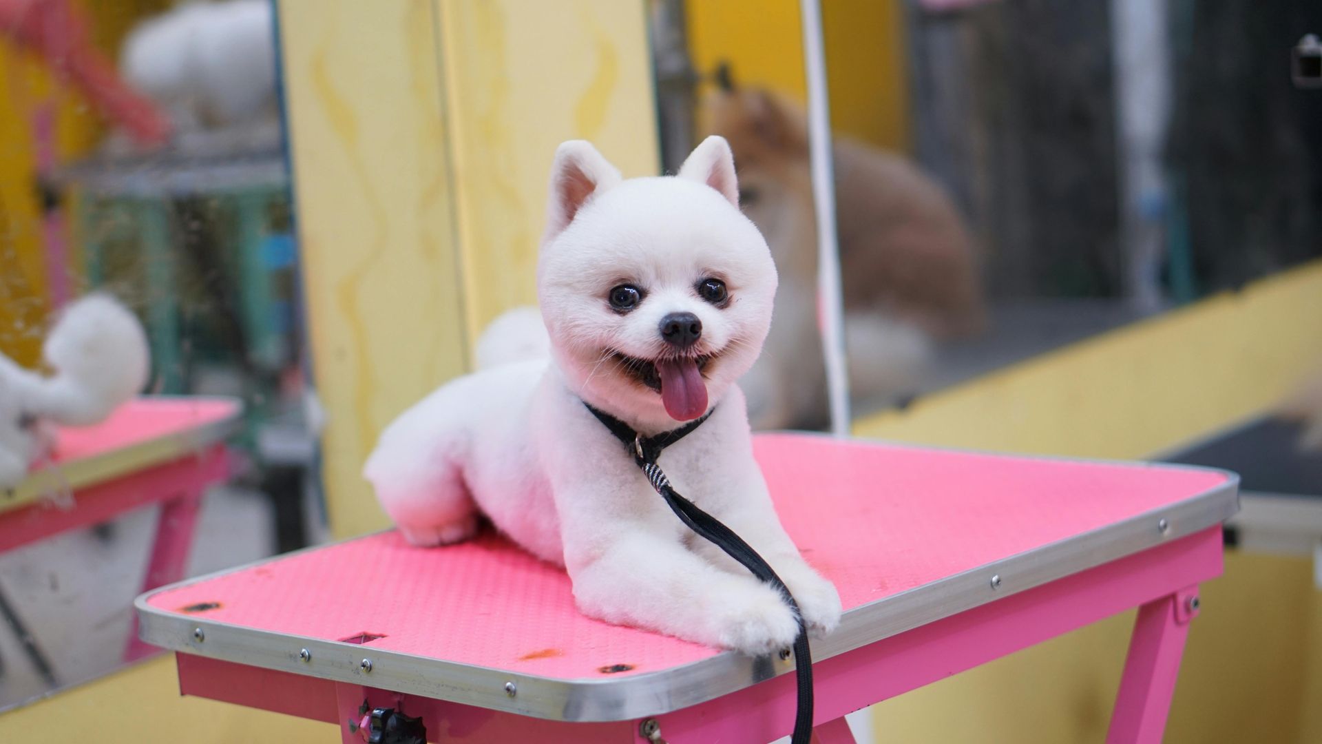White fluffy dog on a pink table, wearing a black leash and looking happy outdoors
