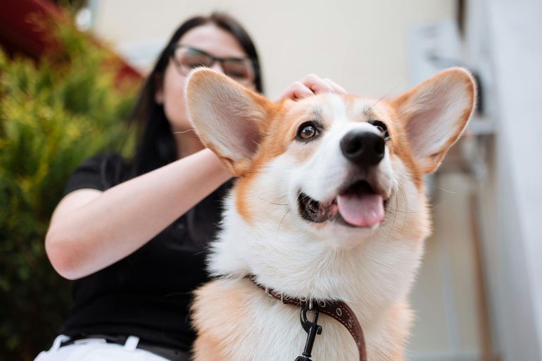 Corgi with tongue out while a person brushes its fur outdoors