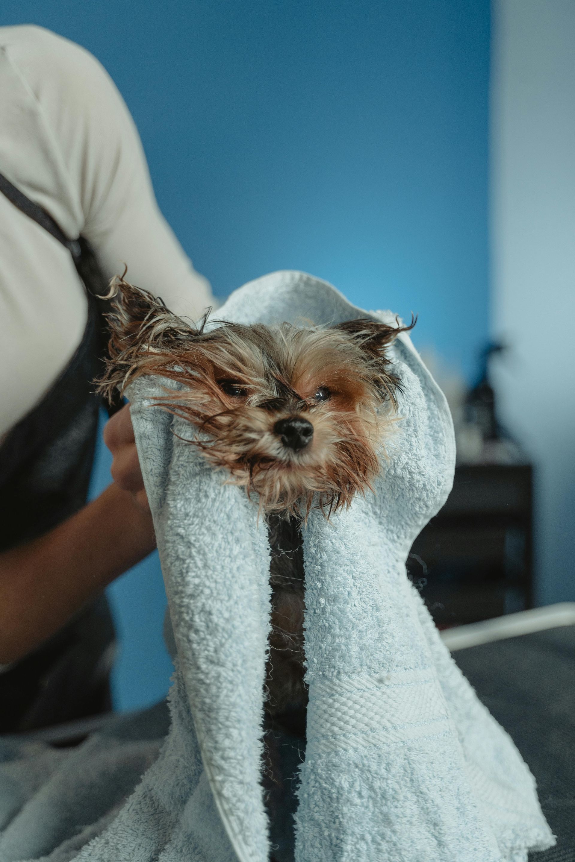 Small dog wrapped in a towel after a bath, with wet fur and a human hand beside it.