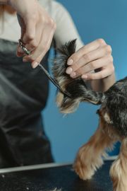 Hands trimming a small dog's fur with scissors and comb on a grooming table