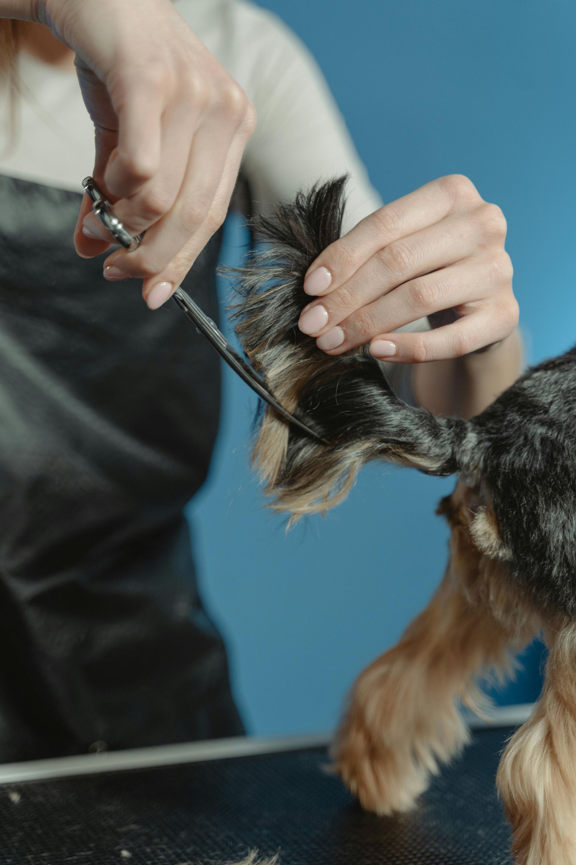 Hands trimming a small dog's fur with scissors and comb on a grooming table