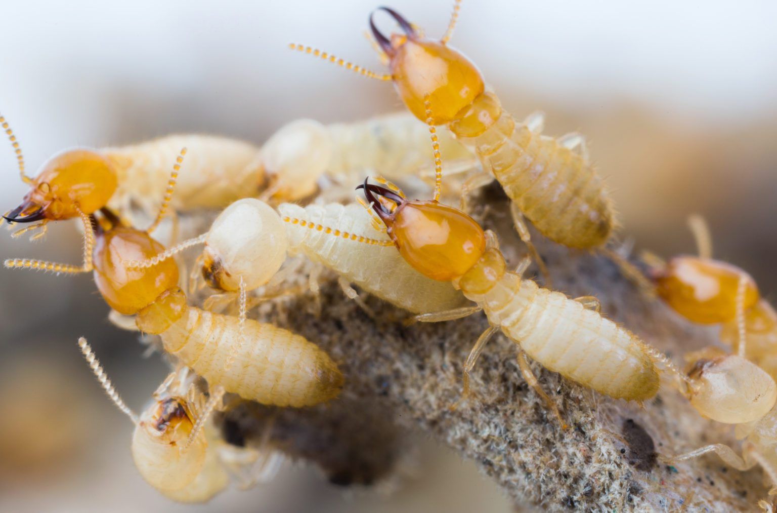 cluster of translucent termites