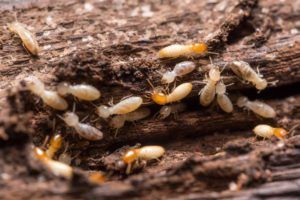 TERMITES
