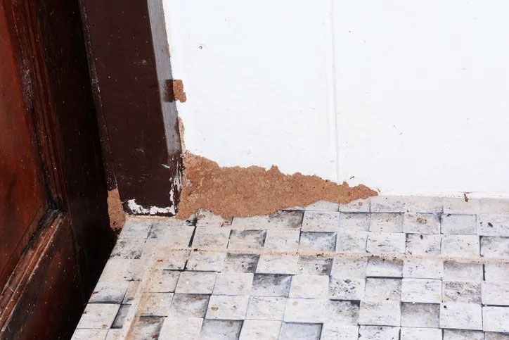 clump of termites in corner near wooden door frame