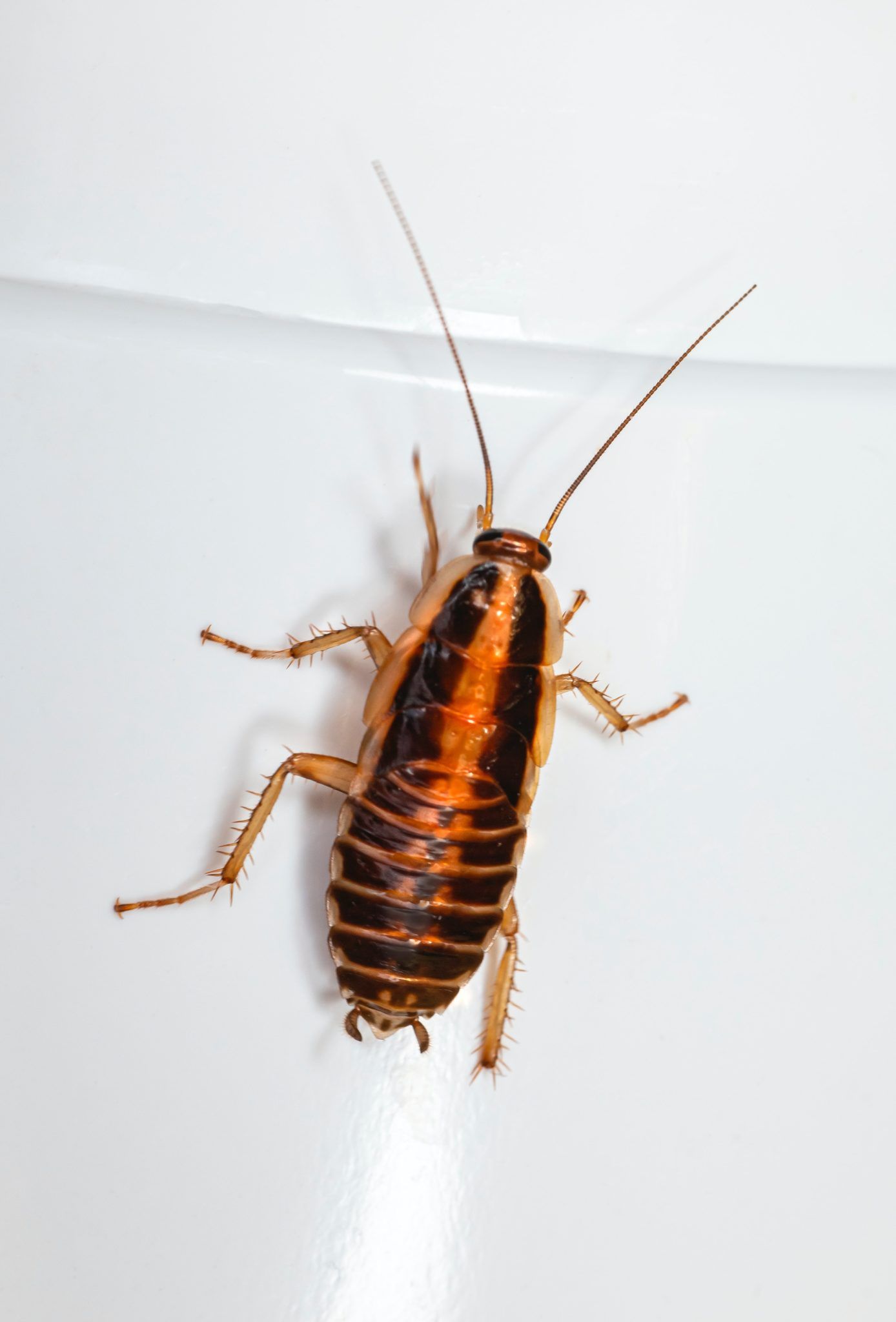 cockroach