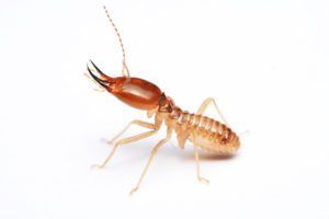 termites