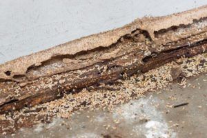 termites