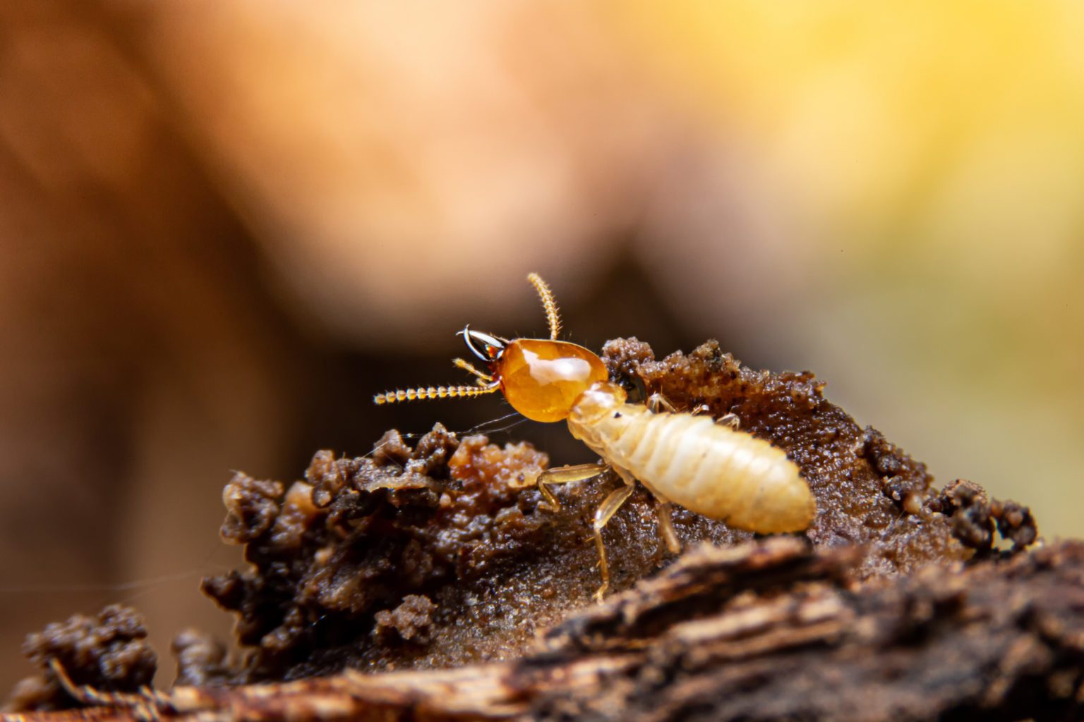 REASONS NOT TO DIY TERMITE CONTROL