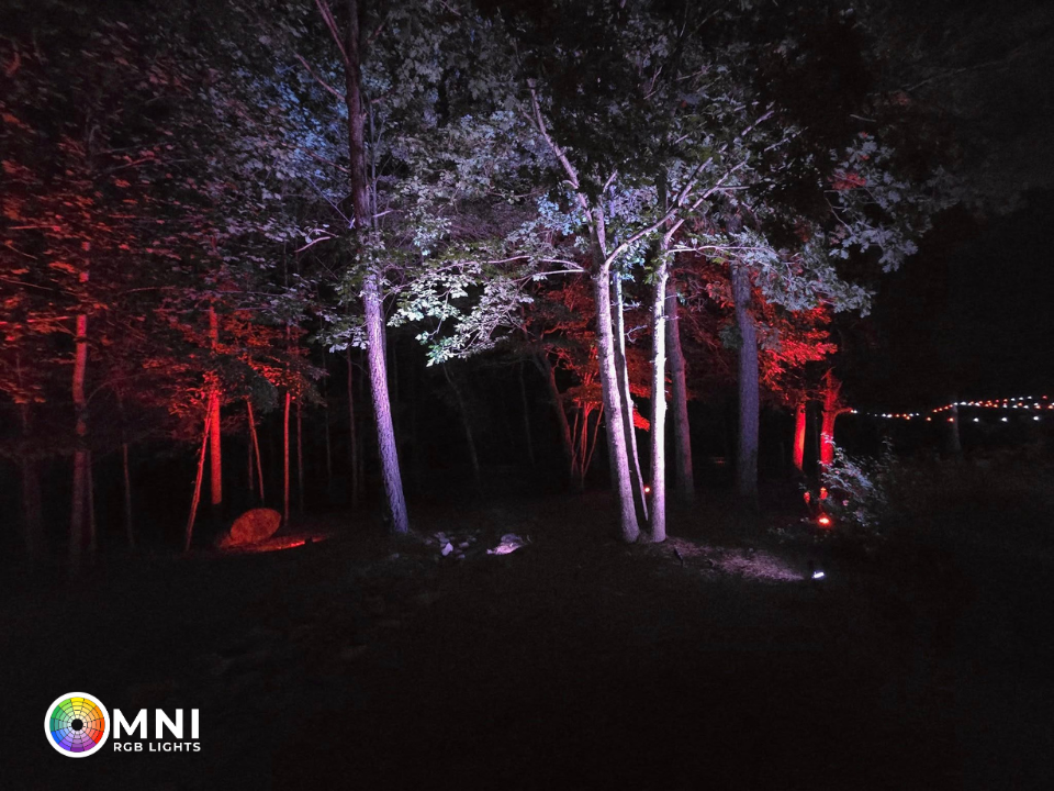 Illuminated trees in a dark forest, lit with red and purple lights at night