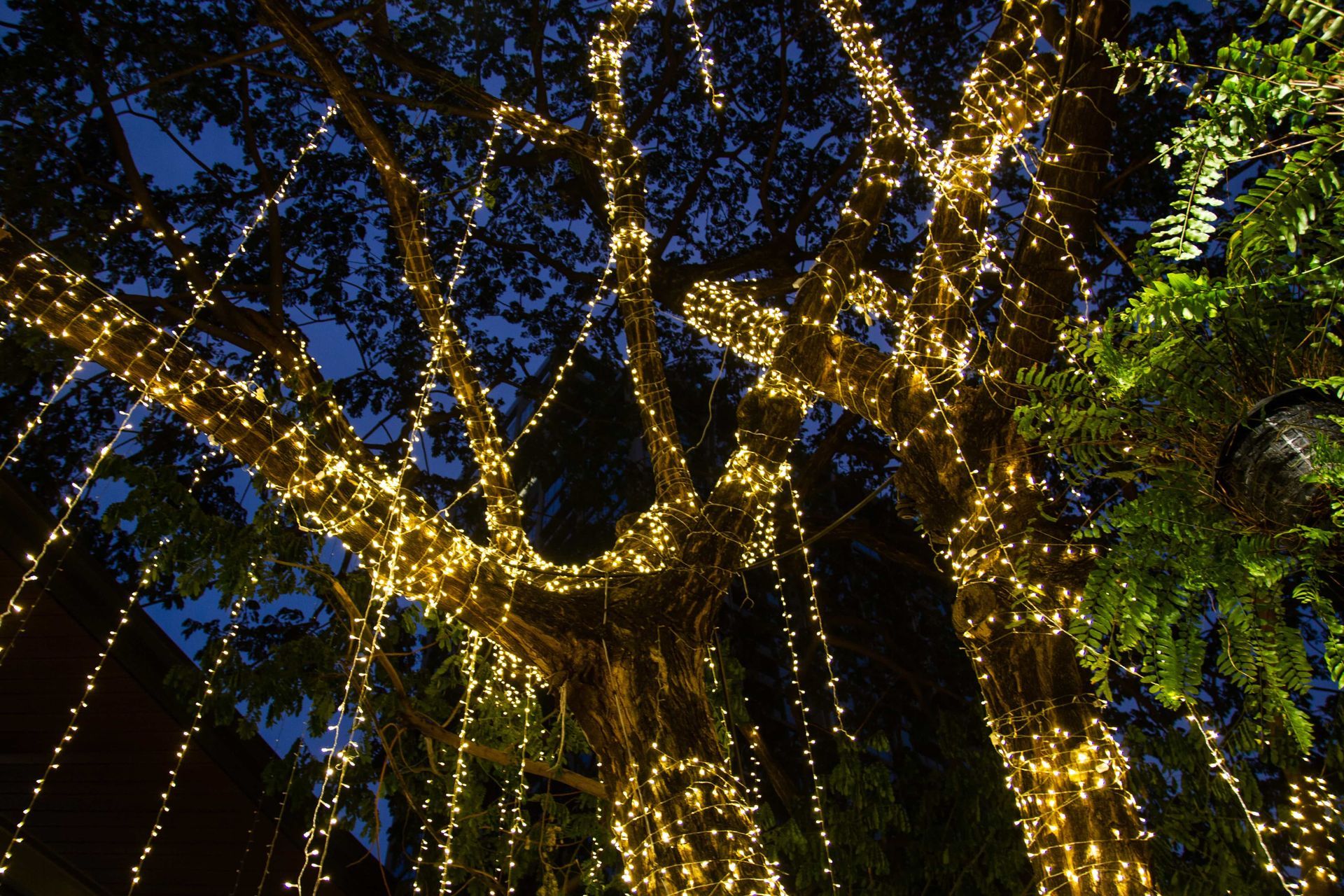 Tree branches wrapped in warm white lights against a dark blue night sky