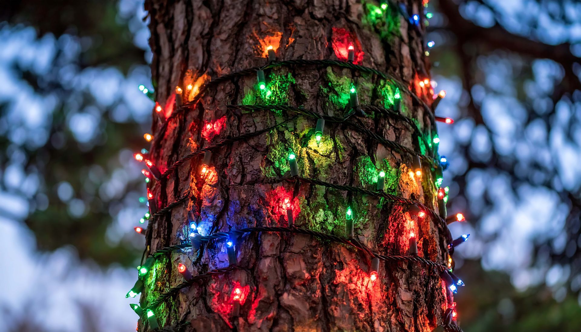 Tree trunk wrapped with red, green, and blue holiday lights at dusk