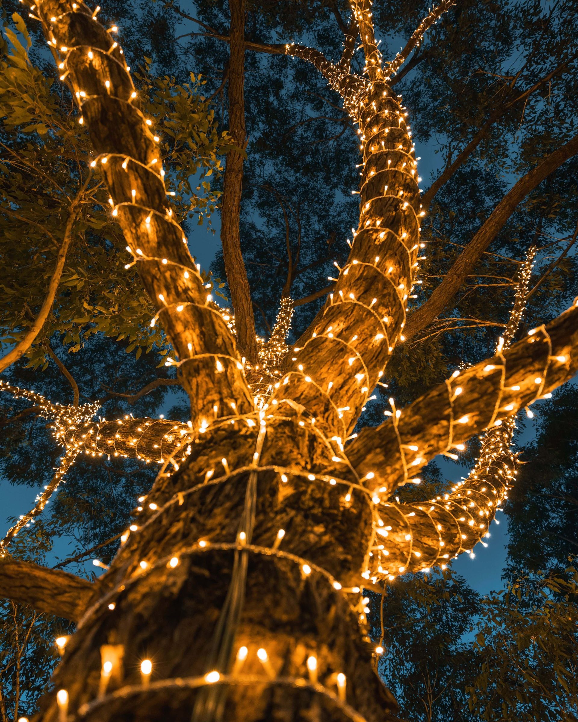 Tree trunks wrapped in warm white string lights at dusk, viewed from below against a dark sky