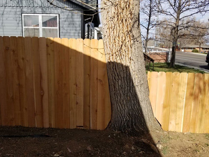 A wooden fence surrounds a tree in a yard. Sunlight casts a shadow on the fence and ground.