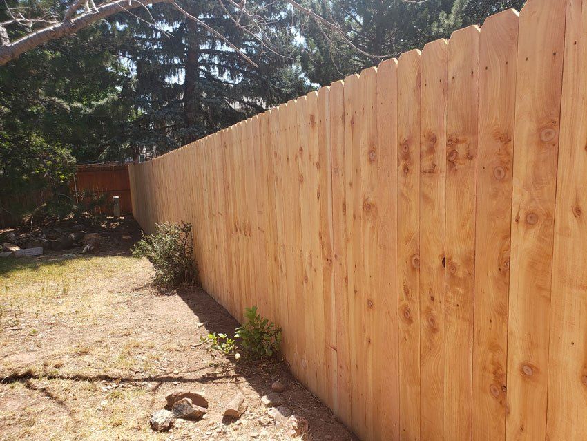 Wooden fence in a yard with sparse grass and small green bushes. Sunny day.
