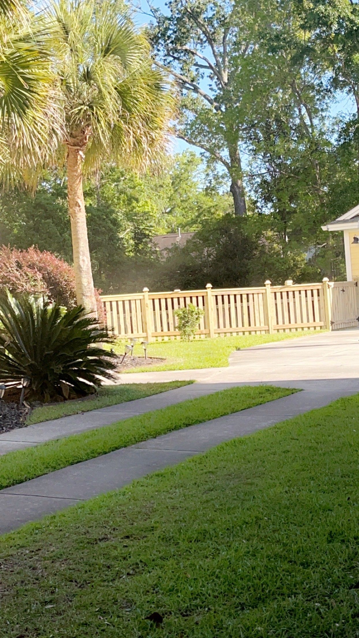 Driveway leading to a fenced-in yard with palm tree and greenery.