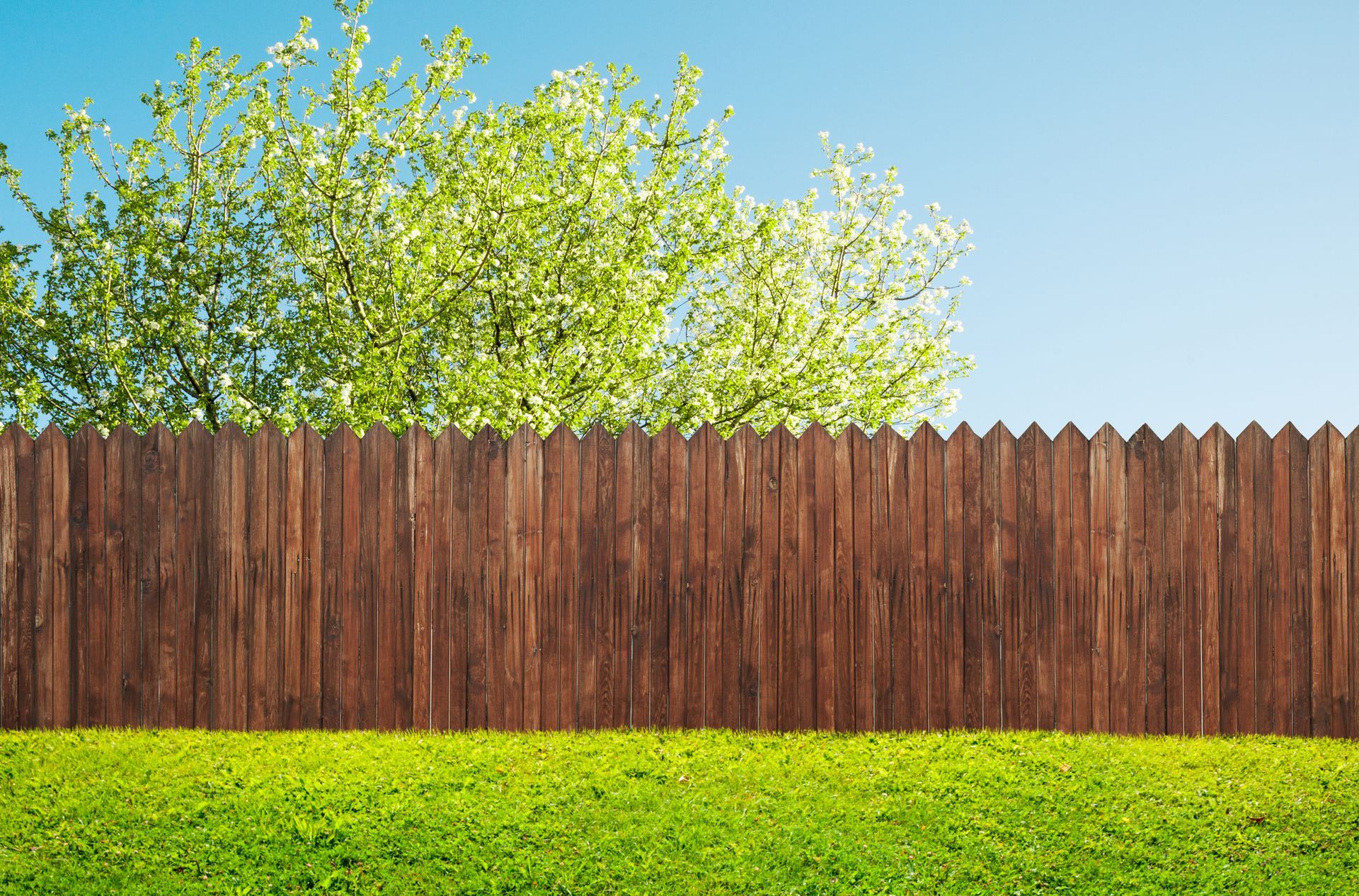 Wooden fence with green grass and blooming tree under clear blue sky in sunny backyard garden.