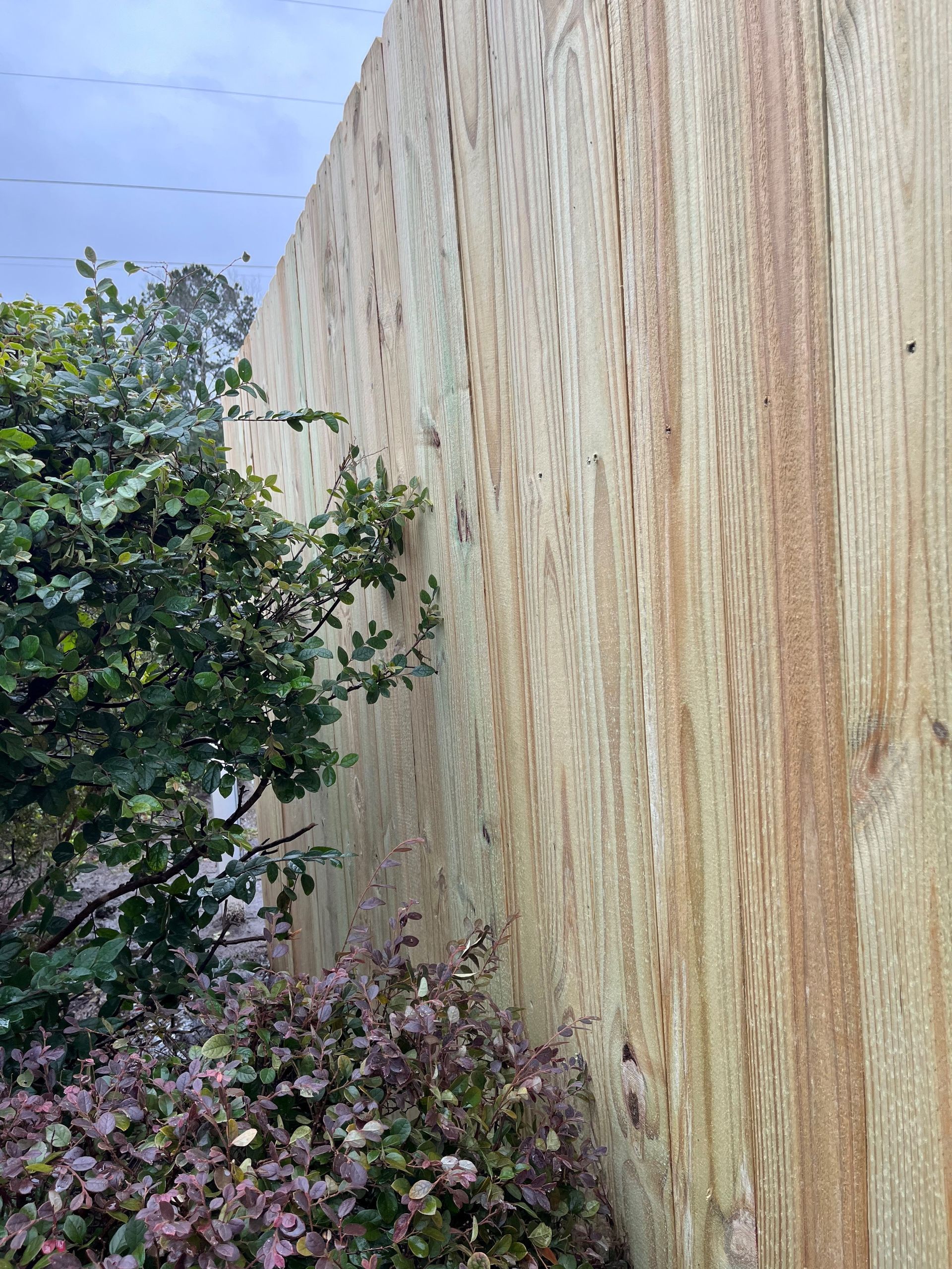 Wooden privacy fence with plants in front.