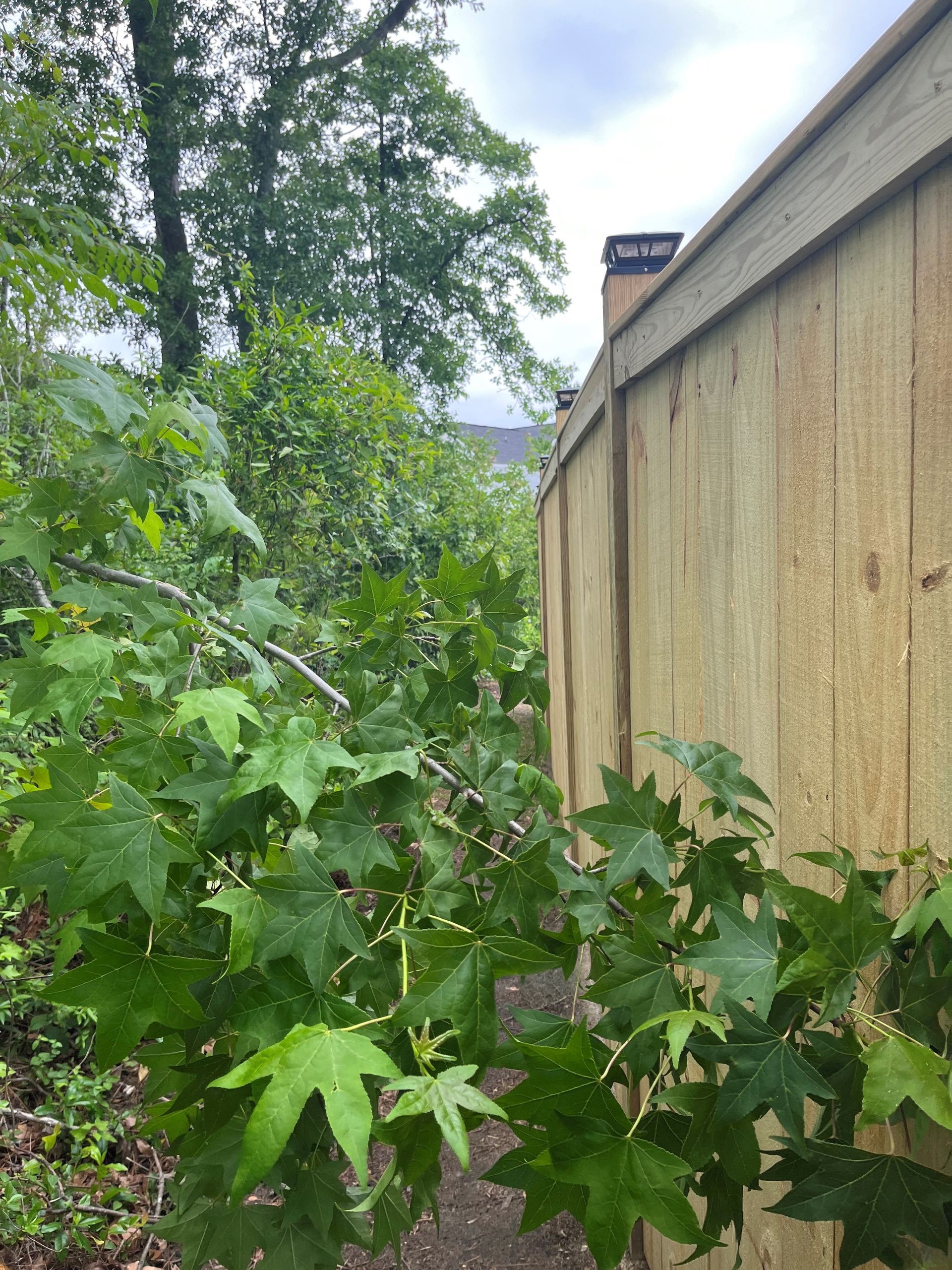 Green leafy plants next to a light brown wooden structure, path visible between them.